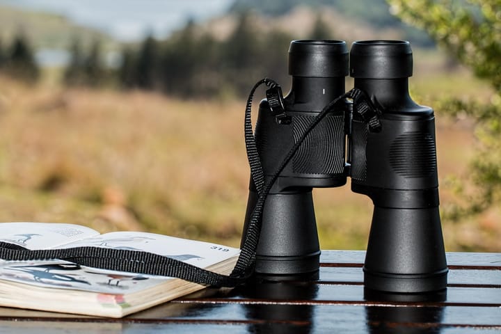 Field Guide: a birding app for people who give up